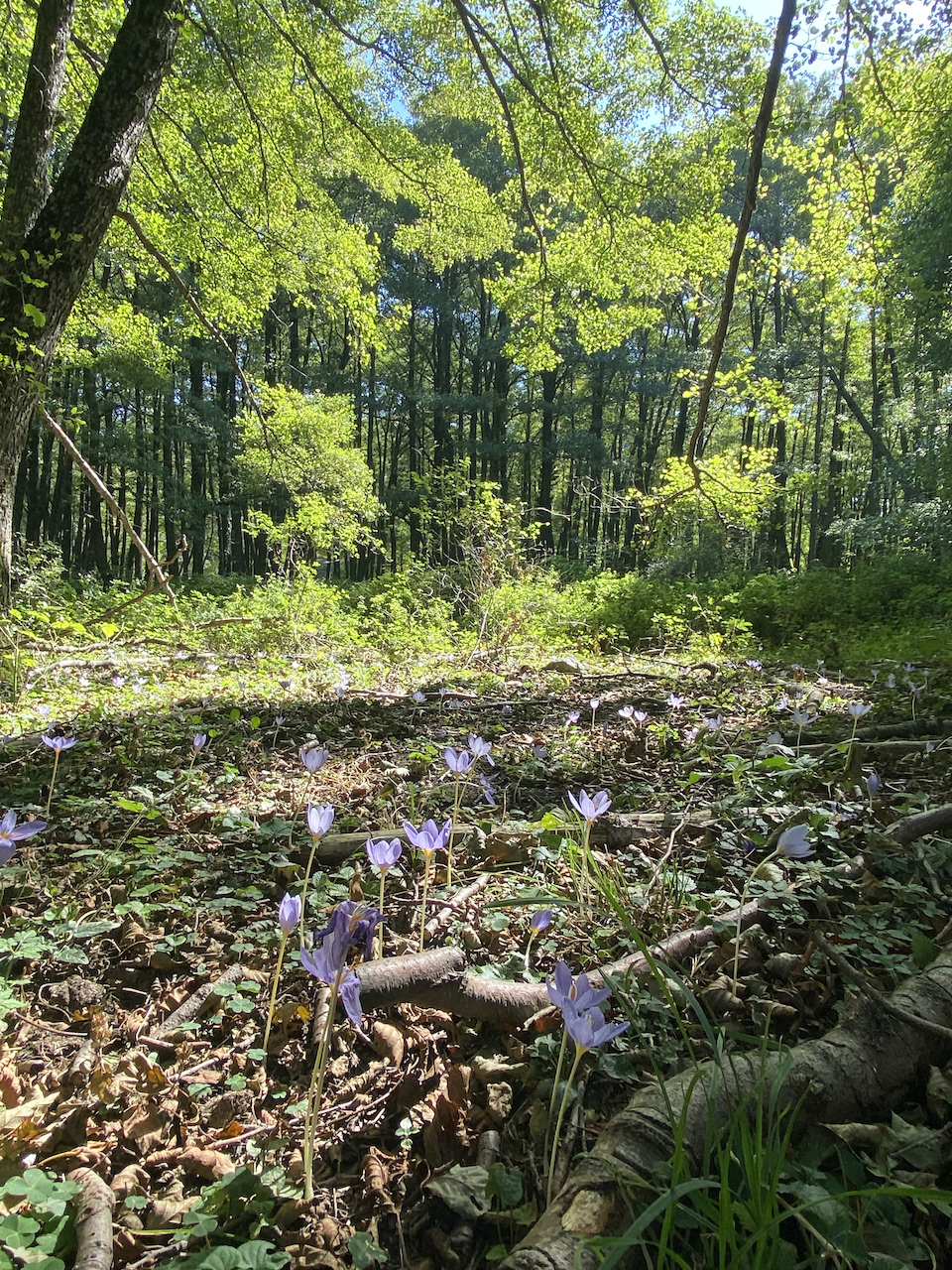 bosbad met krokus